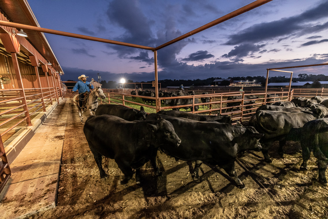 44Farms_Cameron_FallBullSale_Oct2021-524967