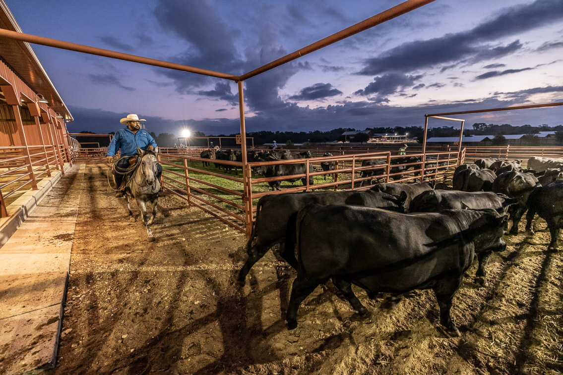 44Farms_Cameron_FallBullSale_Oct2021-524972