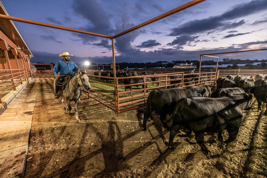 44Farms_Cameron_FallBullSale_Oct2021-524974