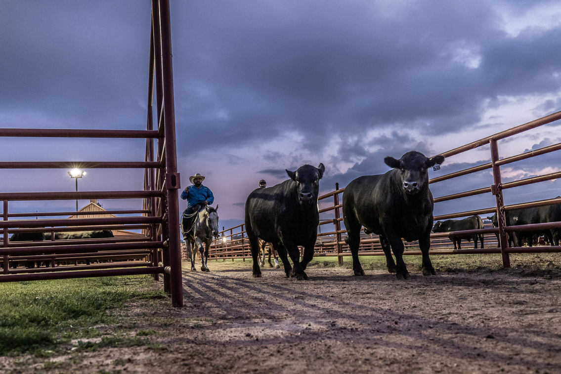 44Farms_Cameron_FallBullSale_Oct2021-525001