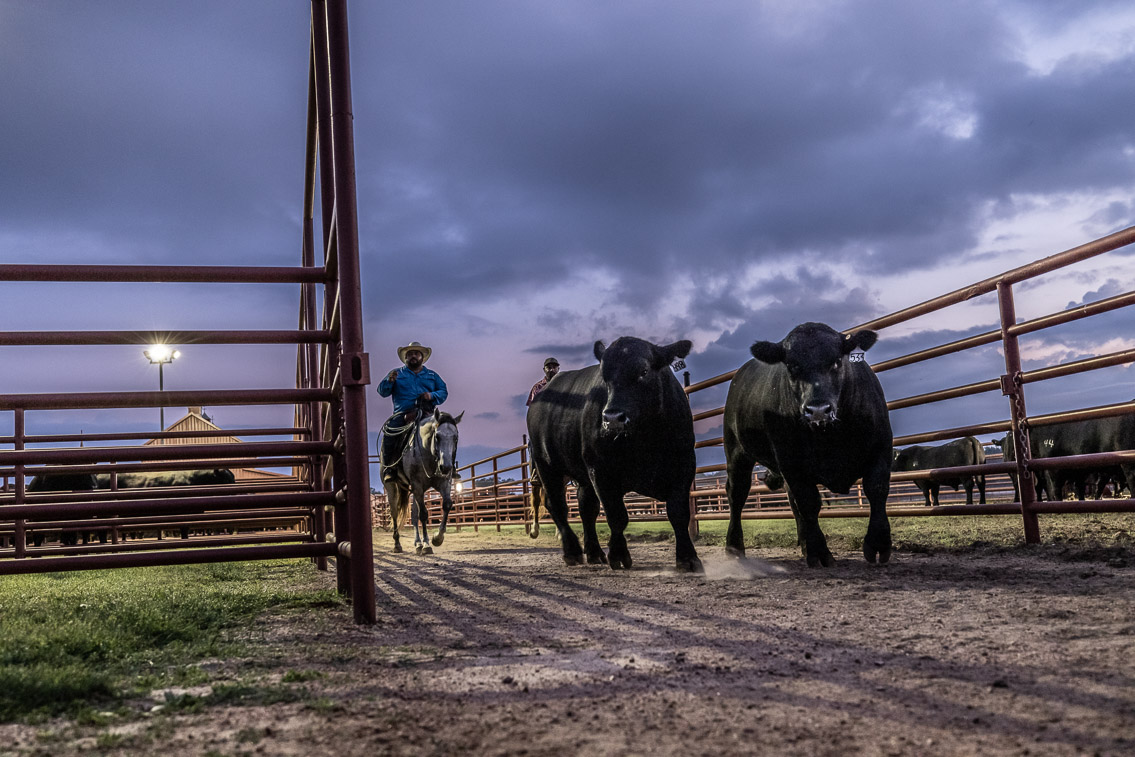 44Farms_Cameron_FallBullSale_Oct2021-525003
