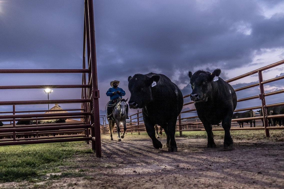 44Farms_Cameron_FallBullSale_Oct2021-525007