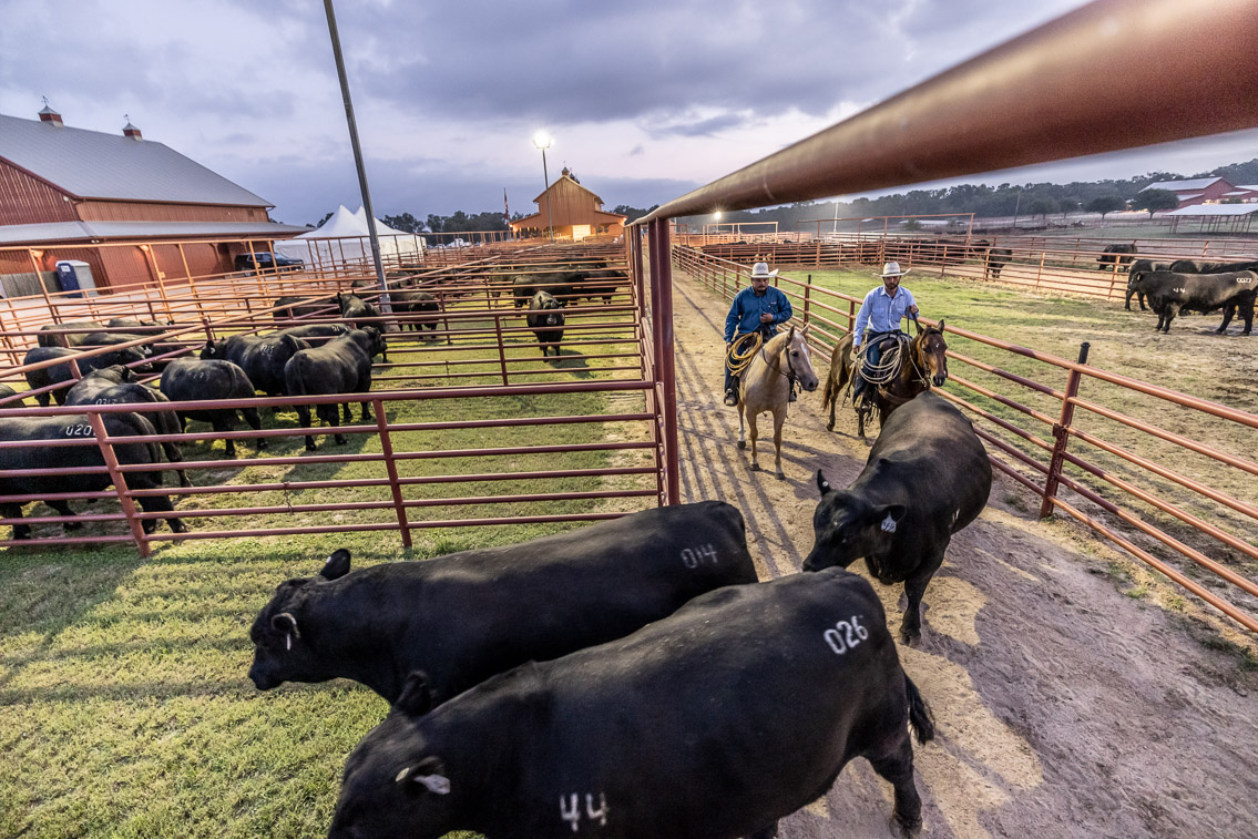 44Farms_Cameron_FallBullSale_Oct2021-525039