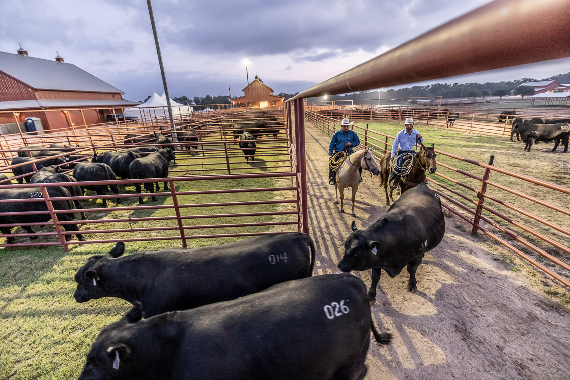 44Farms_Cameron_FallBullSale_Oct2021-525040