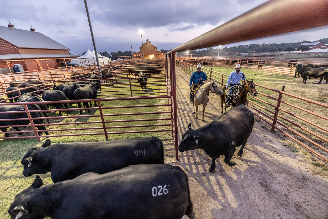 44Farms_Cameron_FallBullSale_Oct2021-525041