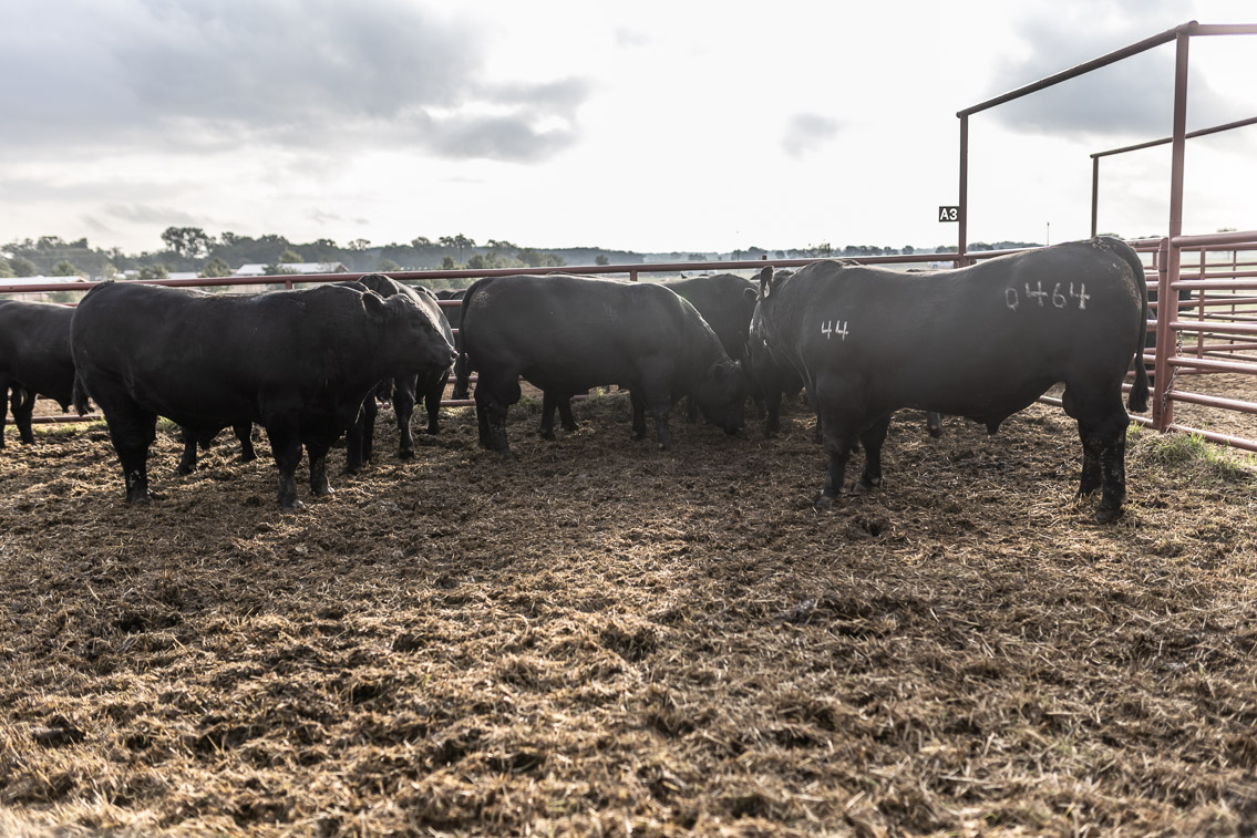 44Farms_Cameron_FallBullSale_Oct2021-525071