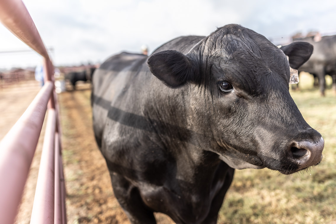 44Farms_Cameron_FallBullSale_Oct2021-525083