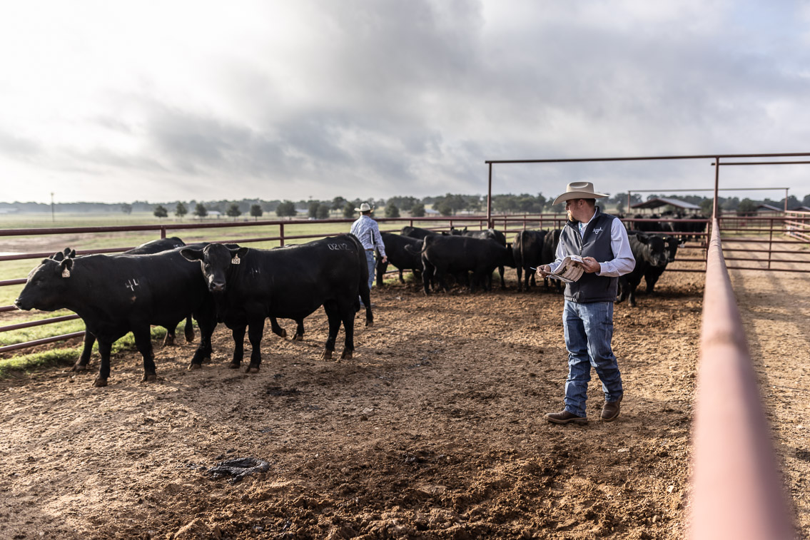 44Farms_Cameron_FallBullSale_Oct2021-525094