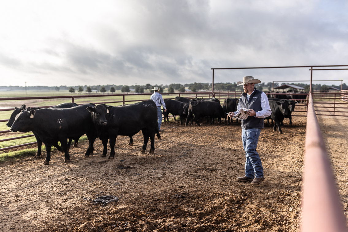 44Farms_Cameron_FallBullSale_Oct2021-525095