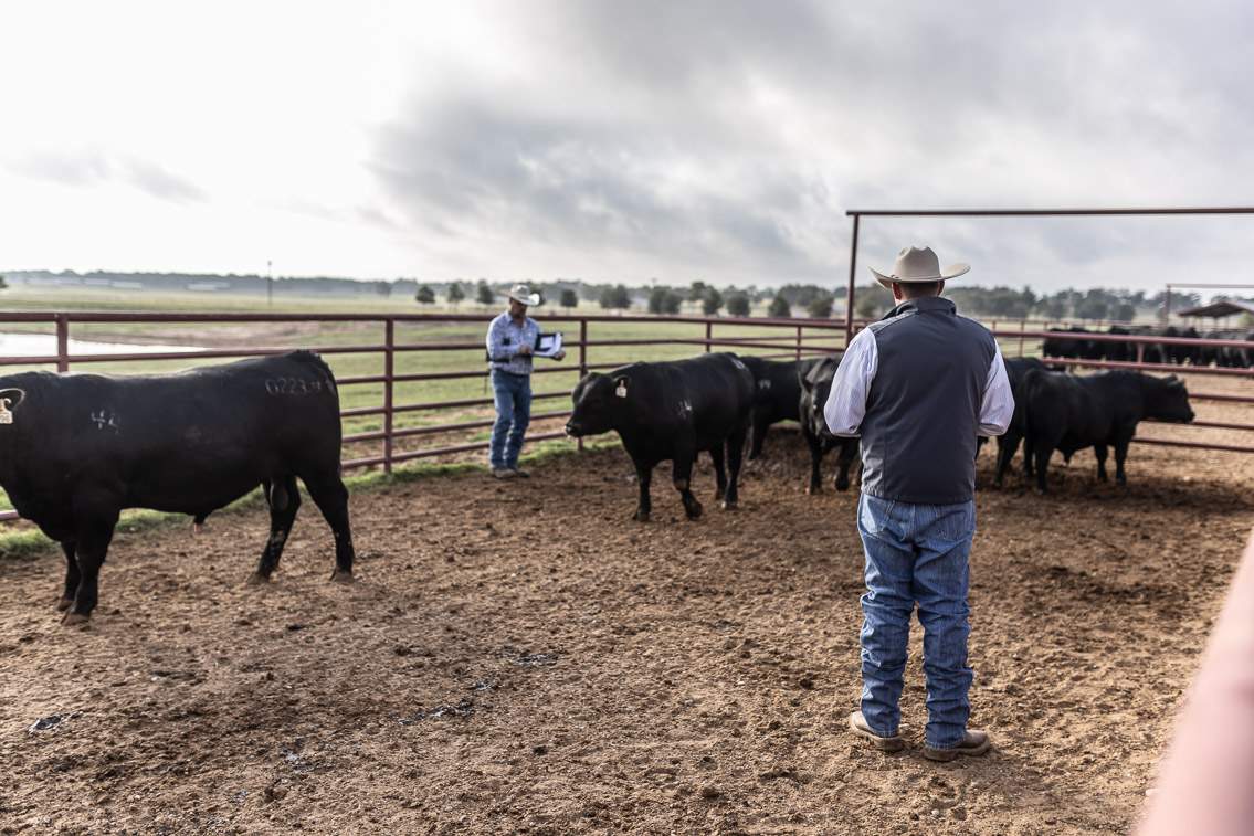 44Farms_Cameron_FallBullSale_Oct2021-525101