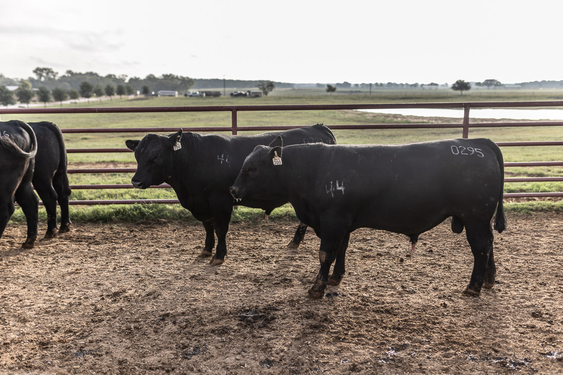44Farms_Cameron_FallBullSale_Oct2021-525105