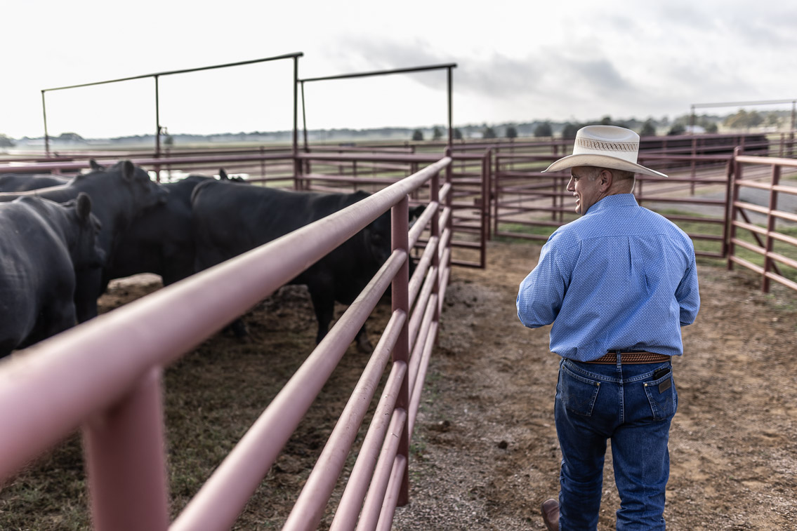 44Farms_Cameron_FallBullSale_Oct2021-525119