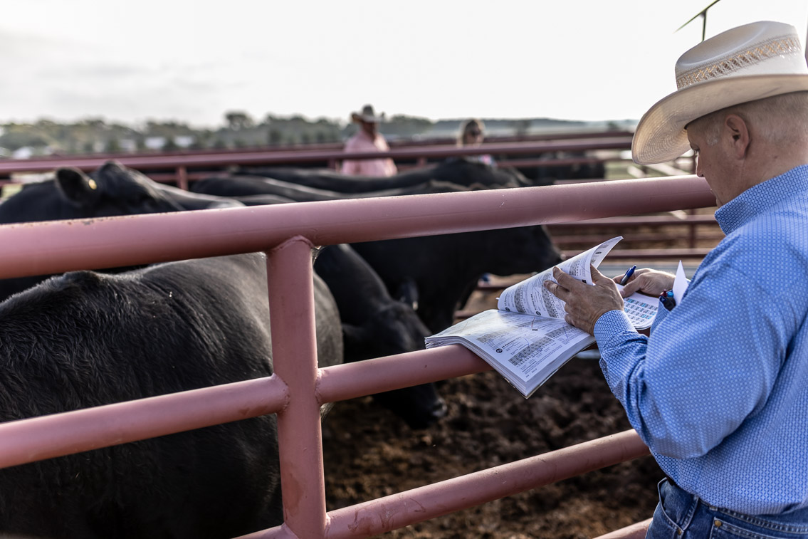 44Farms_Cameron_FallBullSale_Oct2021-525134