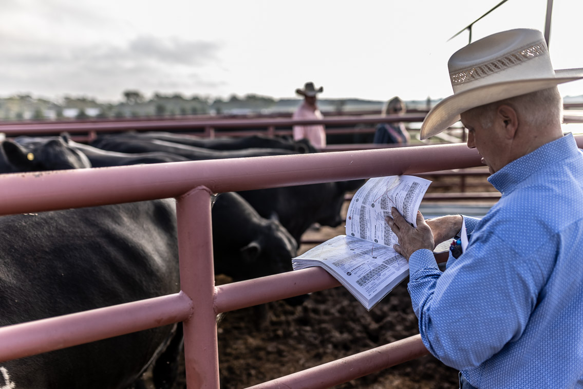 44Farms_Cameron_FallBullSale_Oct2021-525136