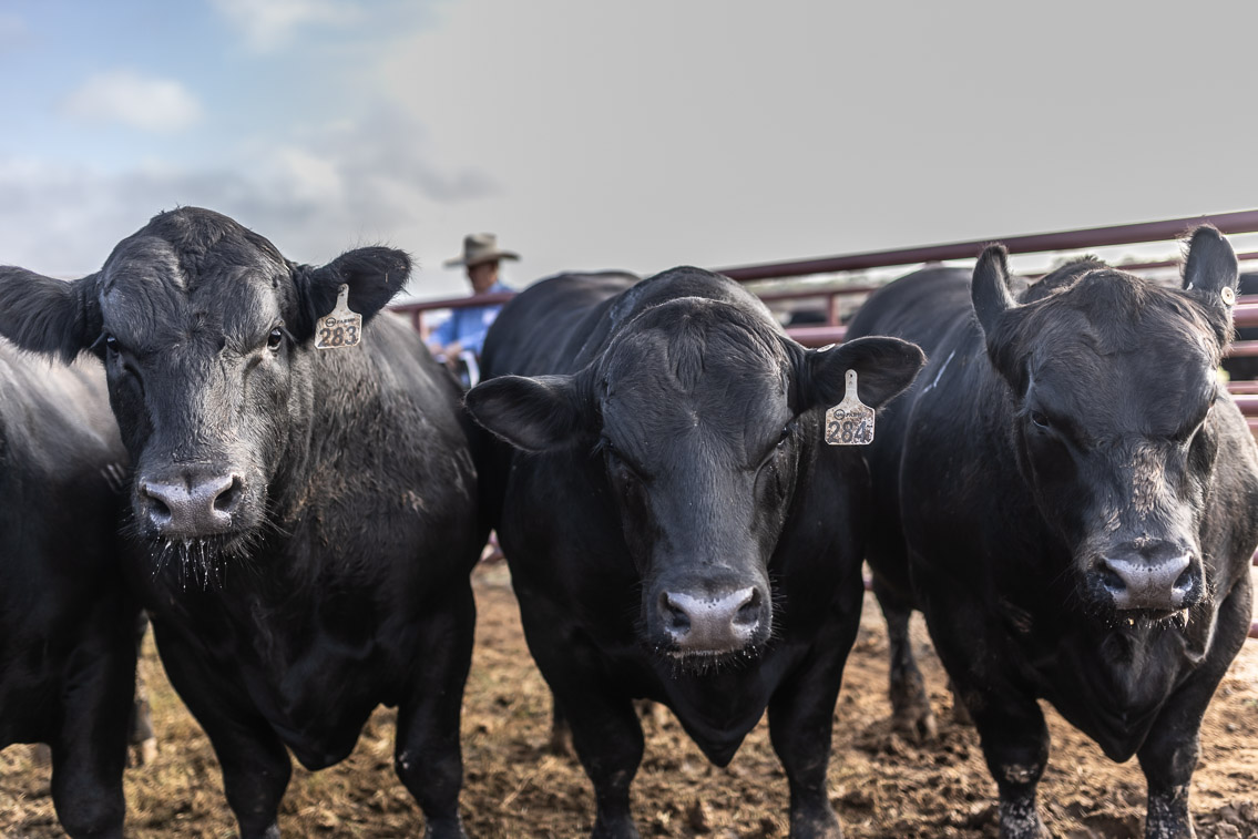44Farms_Cameron_FallBullSale_Oct2021-525151