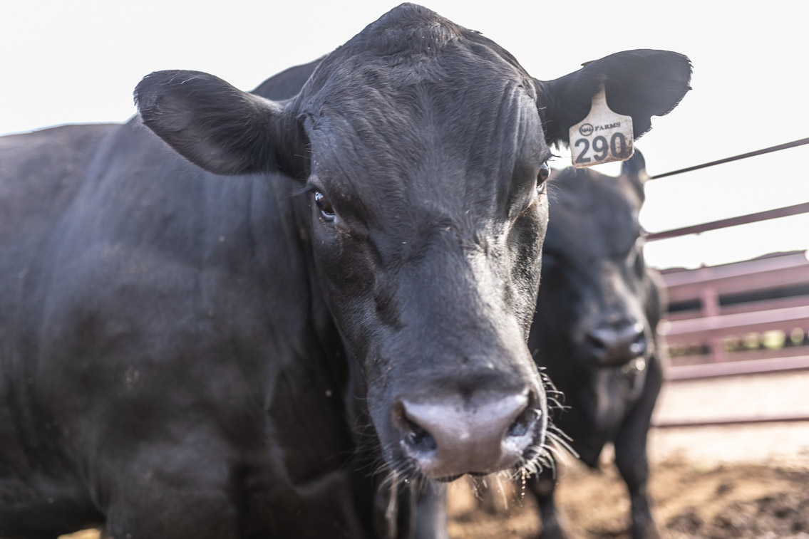 44Farms_Cameron_FallBullSale_Oct2021-525156