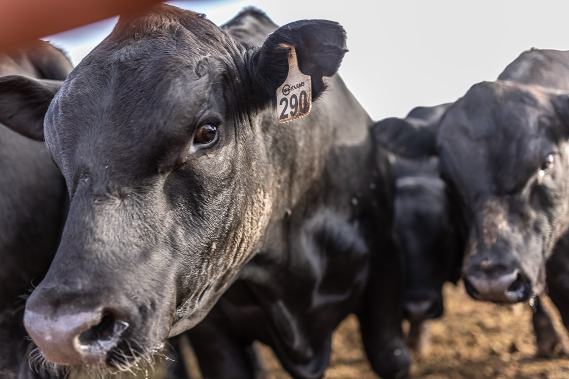 44Farms_Cameron_FallBullSale_Oct2021-525162