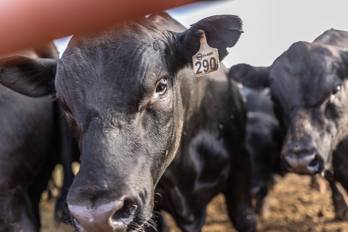 44Farms_Cameron_FallBullSale_Oct2021-525163