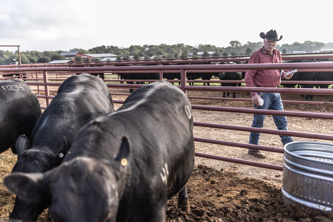 44Farms_Cameron_FallBullSale_Oct2021-525166