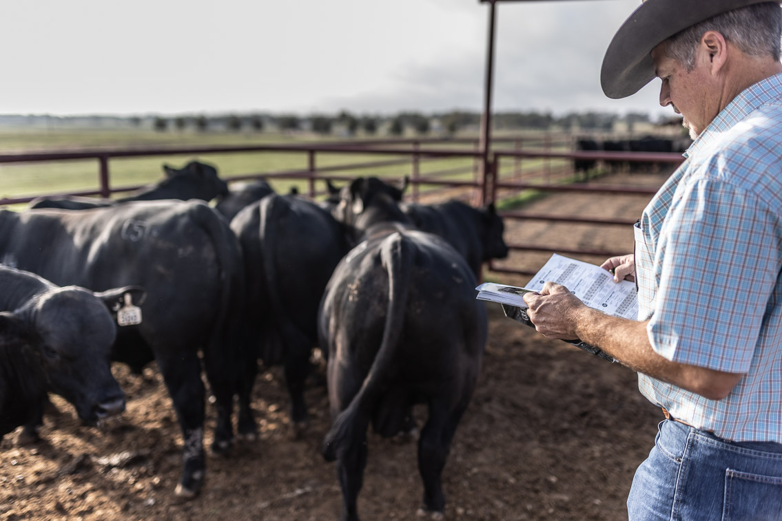 44Farms_Cameron_FallBullSale_Oct2021-525189