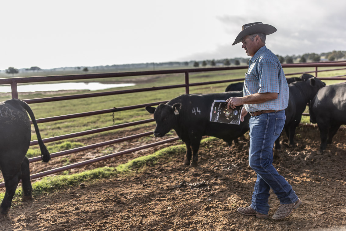44Farms_Cameron_FallBullSale_Oct2021-525203