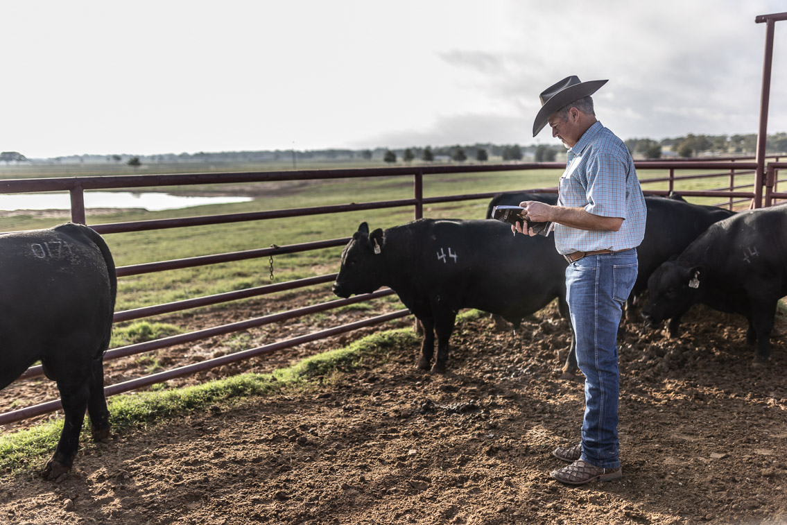 44Farms_Cameron_FallBullSale_Oct2021-525205