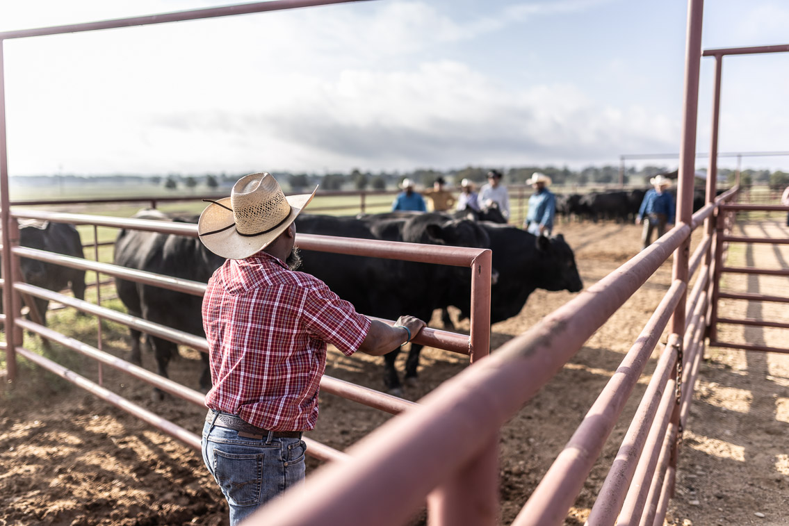 44Farms_Cameron_FallBullSale_Oct2021-525343