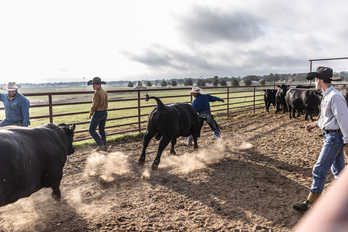 44Farms_Cameron_FallBullSale_Oct2021-525381