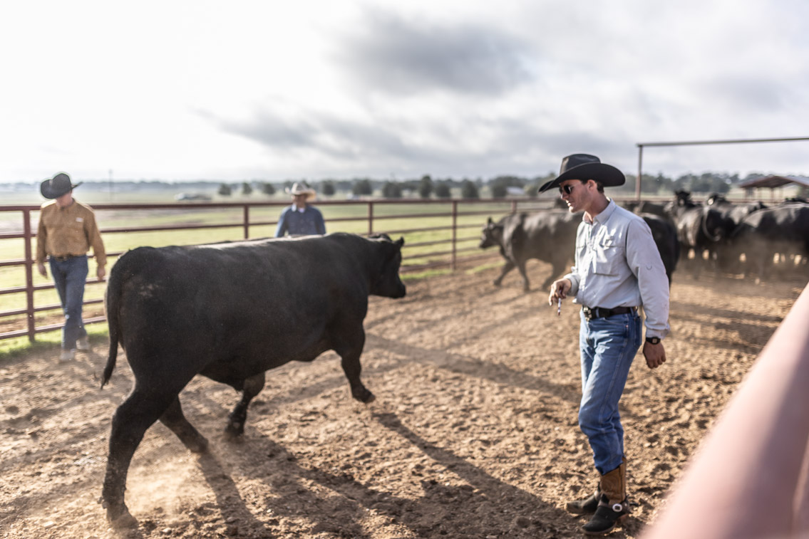 44Farms_Cameron_FallBullSale_Oct2021-525383
