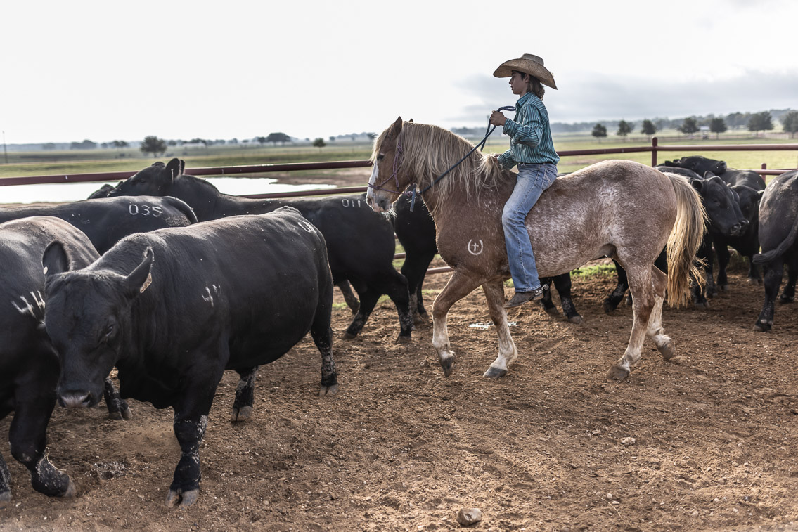 44Farms_Cameron_FallBullSale_Oct2021-525456