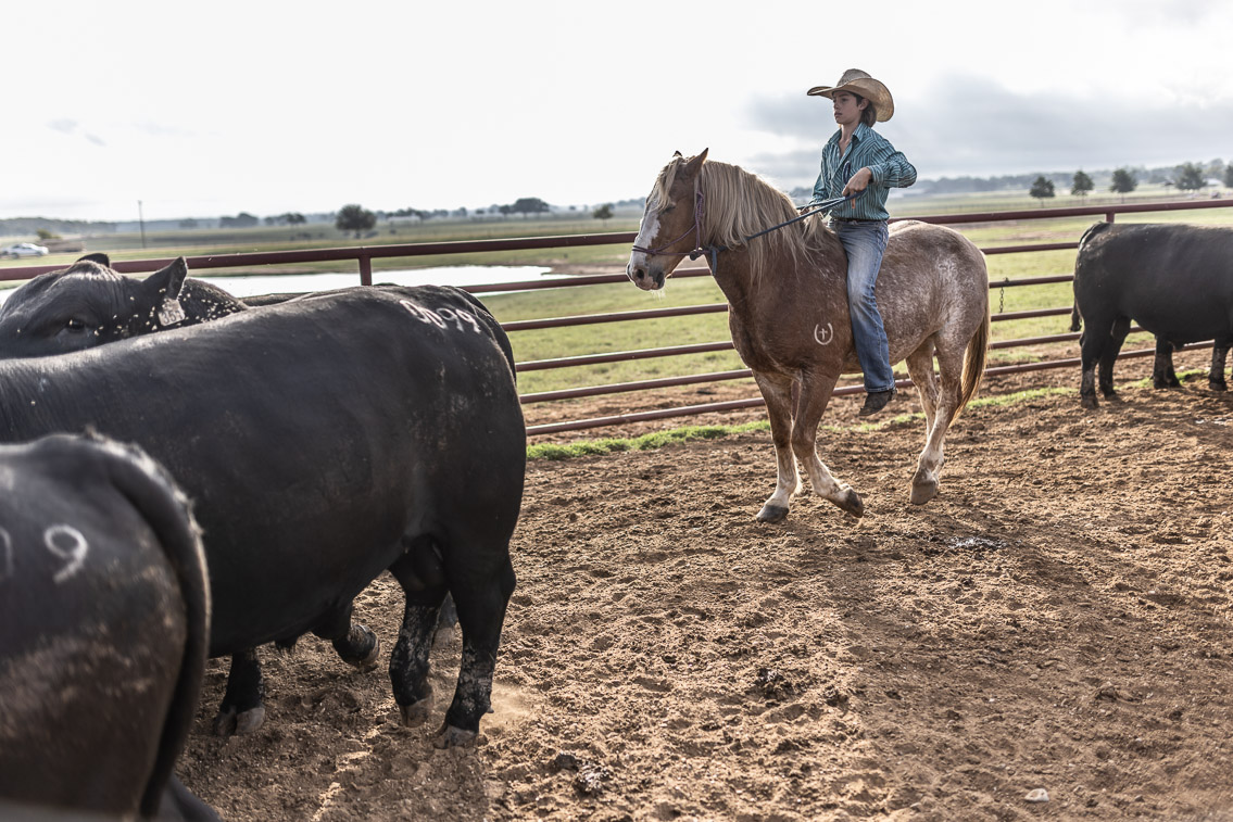 44Farms_Cameron_FallBullSale_Oct2021-525461