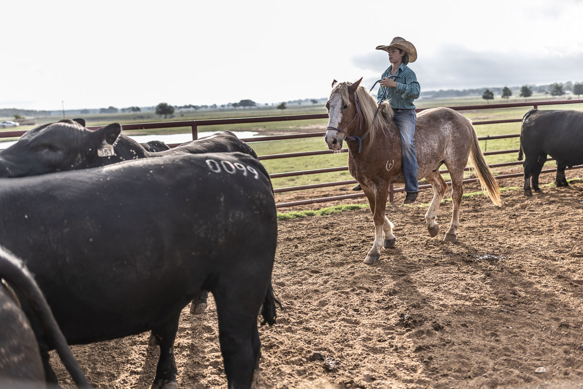 44Farms_Cameron_FallBullSale_Oct2021-525463