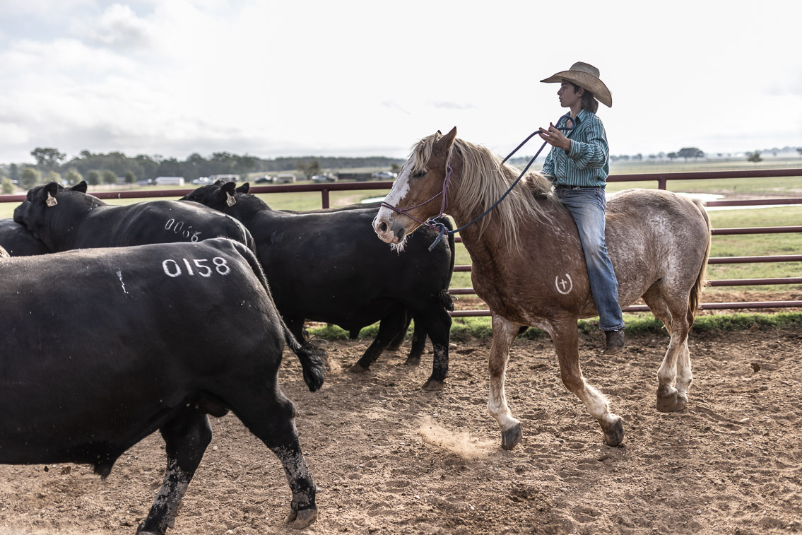44Farms_Cameron_FallBullSale_Oct2021-525477