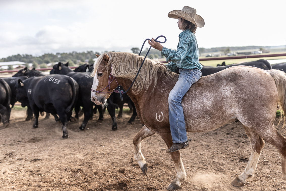 44Farms_Cameron_FallBullSale_Oct2021-525482