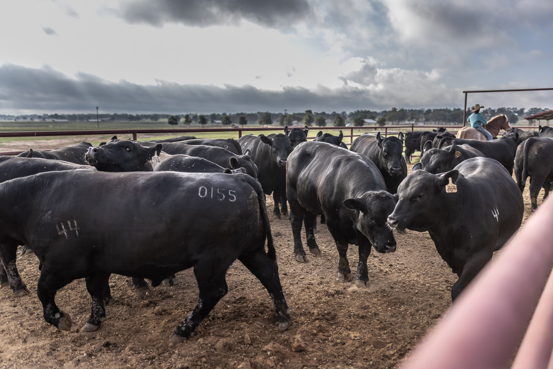 44Farms_Cameron_FallBullSale_Oct2021-525485