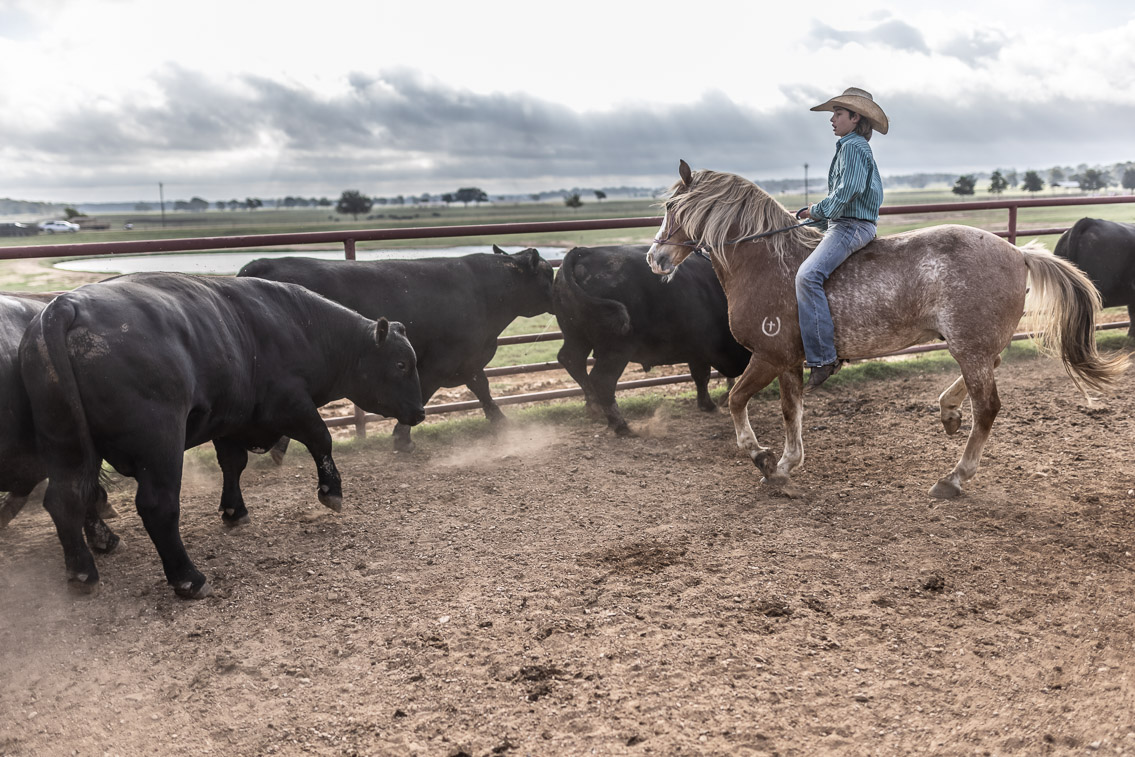 44Farms_Cameron_FallBullSale_Oct2021-525519