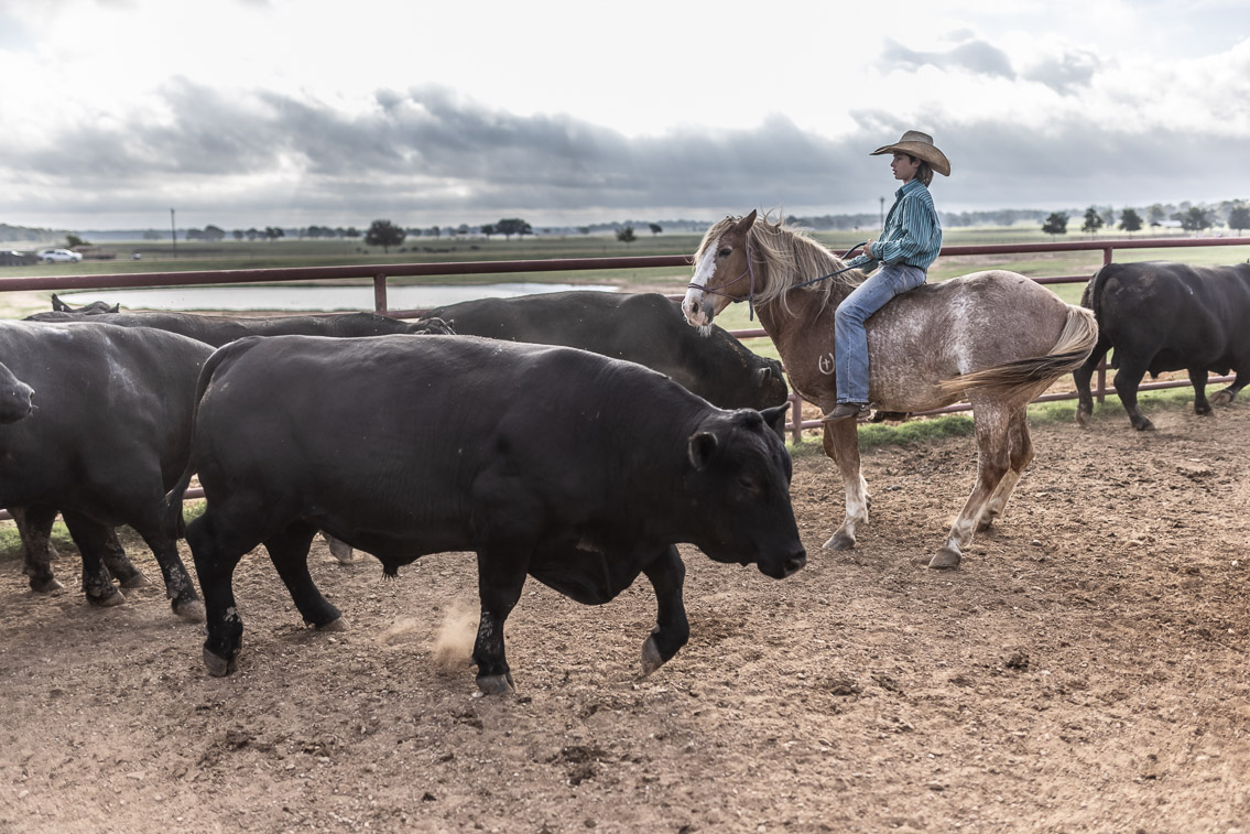 44Farms_Cameron_FallBullSale_Oct2021-525523