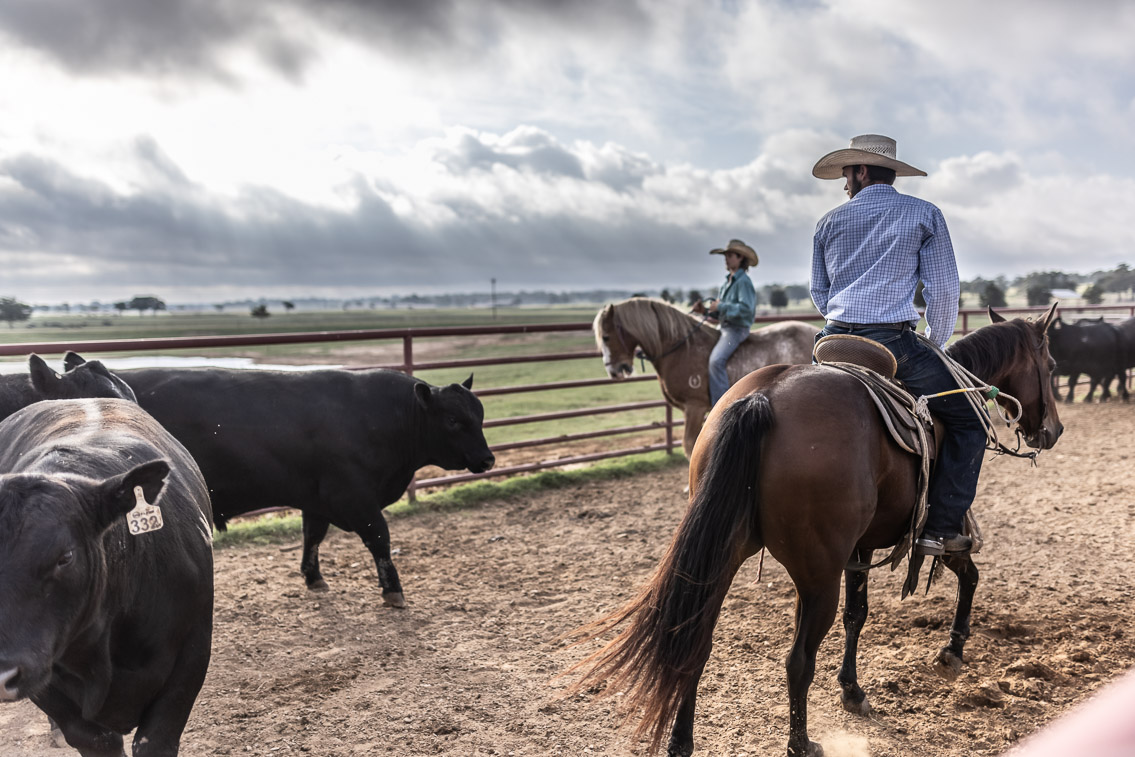 44Farms_Cameron_FallBullSale_Oct2021-525532