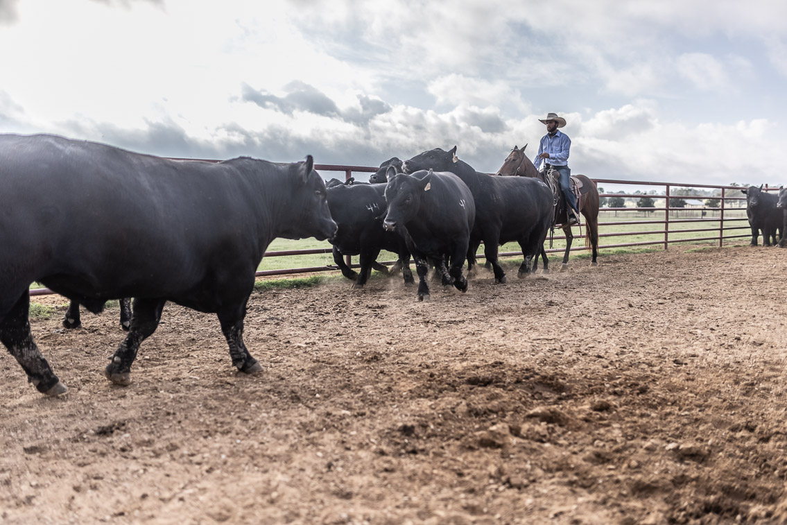 44Farms_Cameron_FallBullSale_Oct2021-525536
