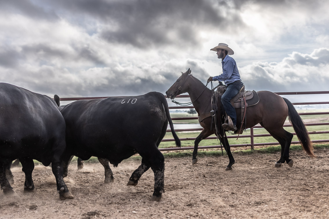 44Farms_Cameron_FallBullSale_Oct2021-525543