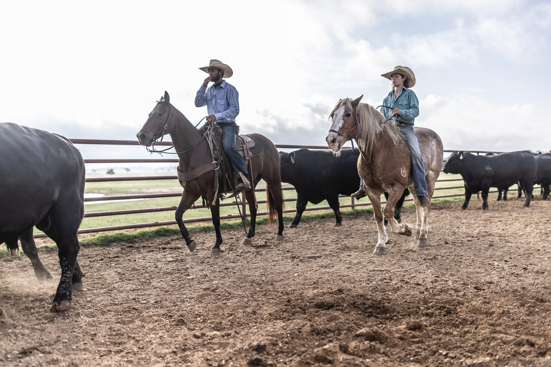 44Farms_Cameron_FallBullSale_Oct2021-525563