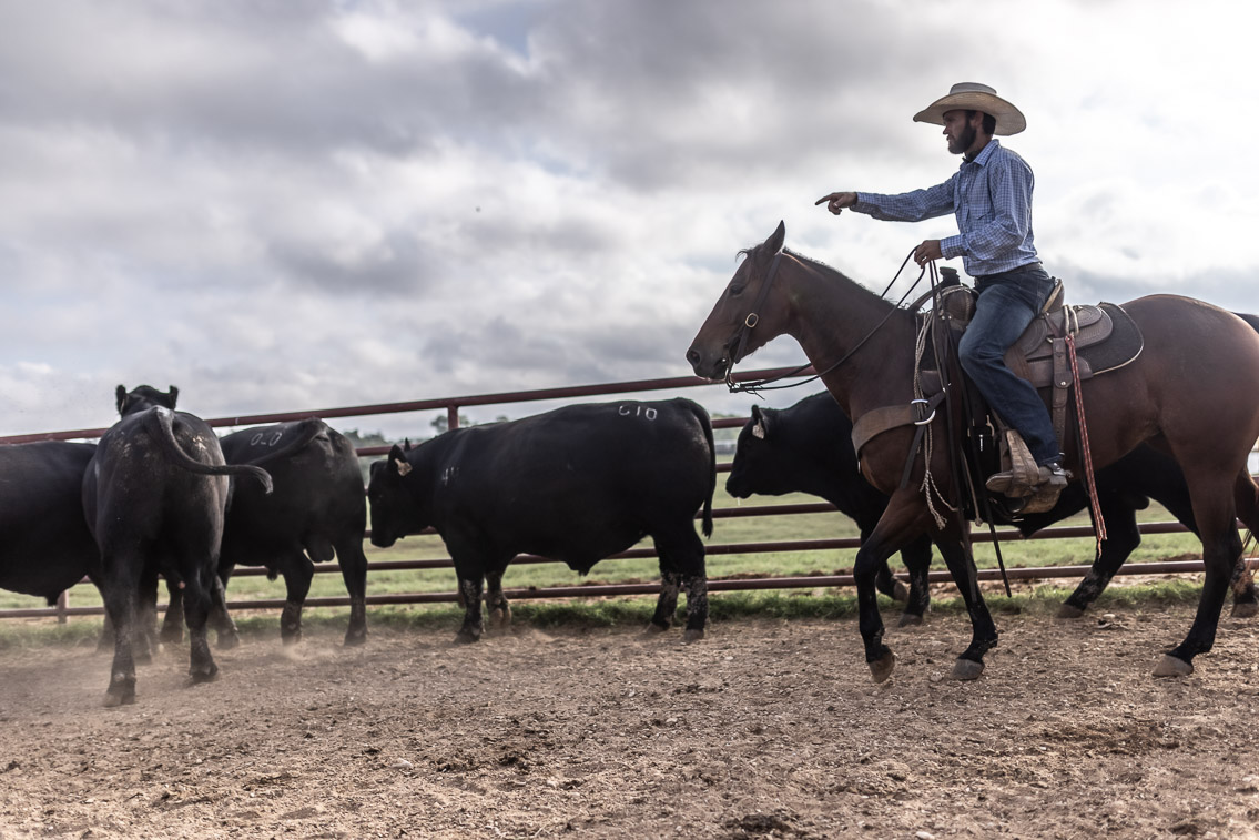 44Farms_Cameron_FallBullSale_Oct2021-525568