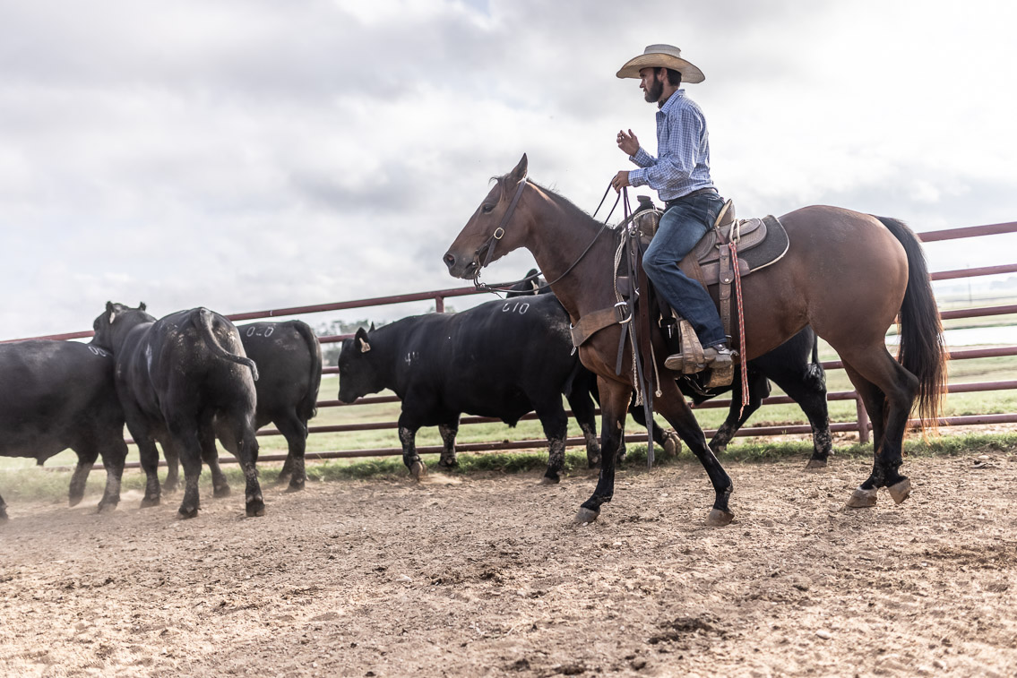 44Farms_Cameron_FallBullSale_Oct2021-525570