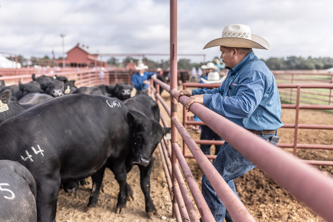 44Farms_Cameron_FallBullSale_Oct2021-525594