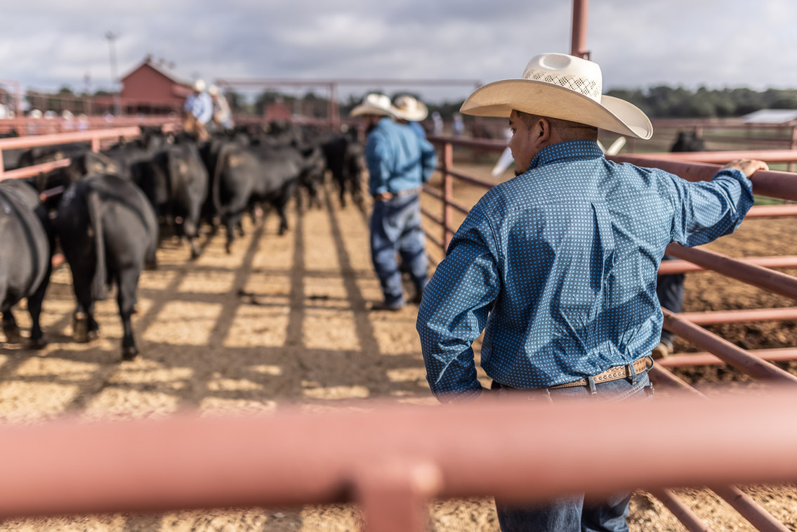 44Farms_Cameron_FallBullSale_Oct2021-525611