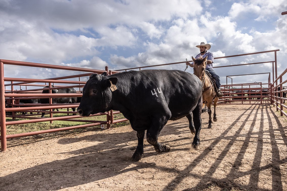 44Farms_Cameron_FallBullSale_Oct2021-525780