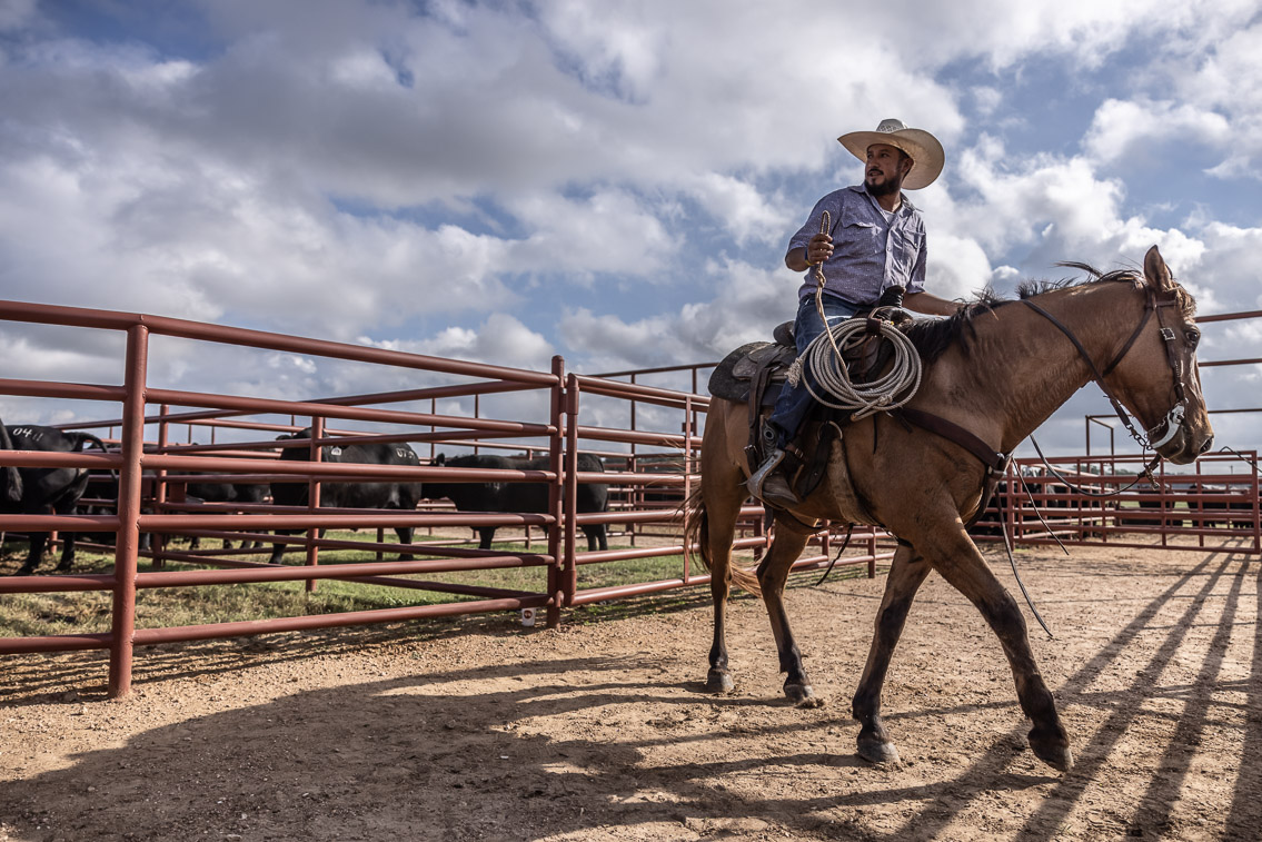 44Farms_Cameron_FallBullSale_Oct2021-525787