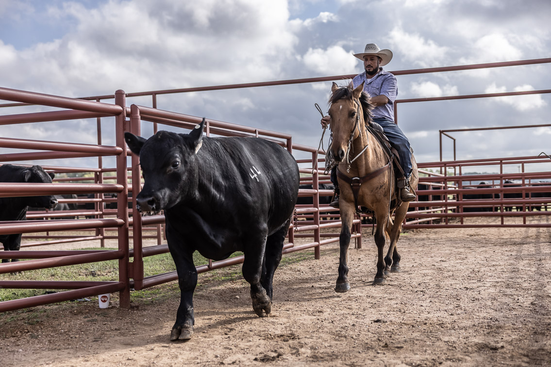 44Farms_Cameron_FallBullSale_Oct2021-525798