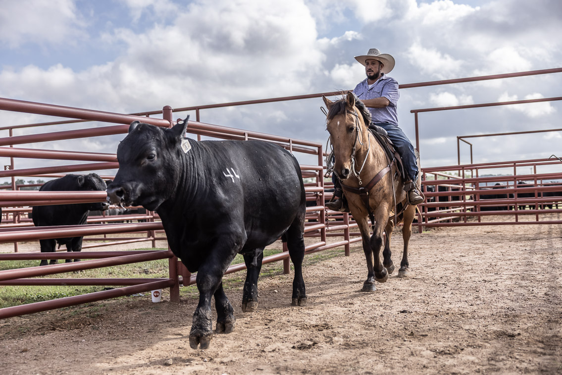 44Farms_Cameron_FallBullSale_Oct2021-525799