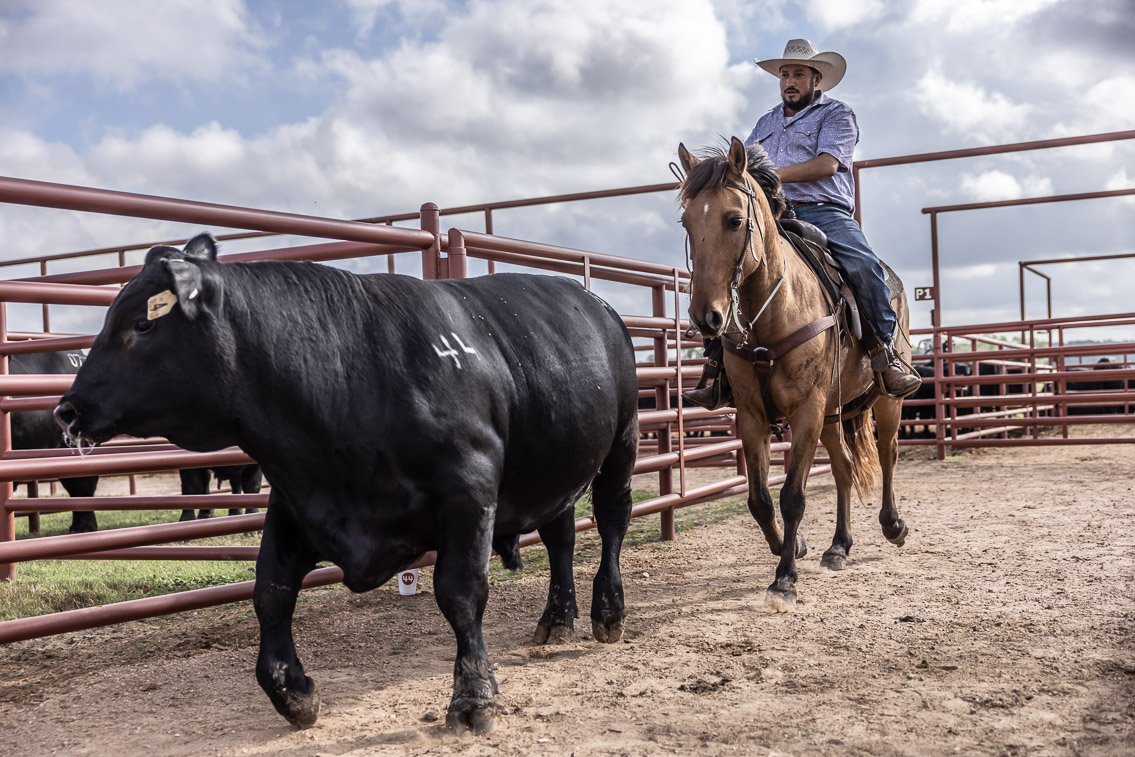 44Farms_Cameron_FallBullSale_Oct2021-525800